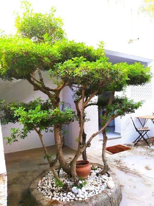 La Casa De Las Palmeras Muntanya la Sella Εξωτερικό φωτογραφία